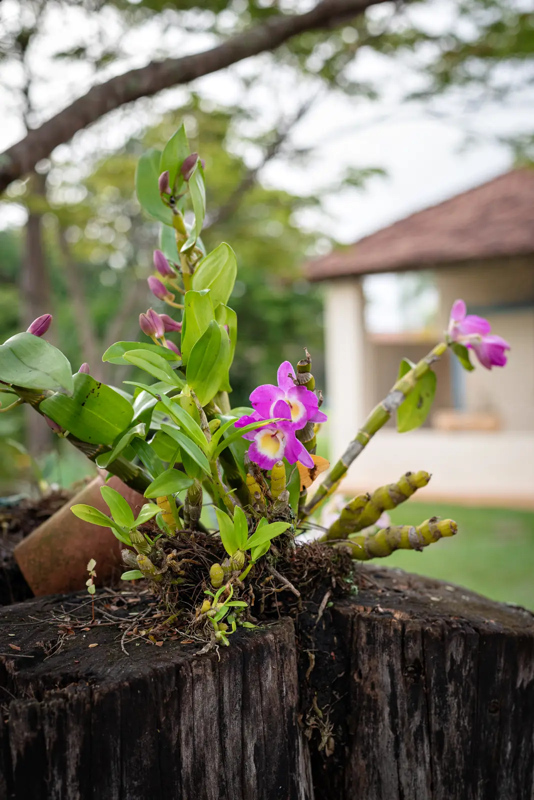 Orquídea florida no jardim