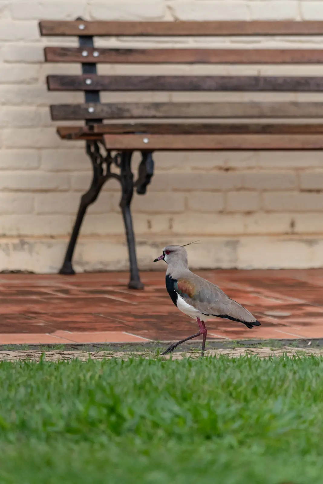 Passarinho junto a um banco do jardim