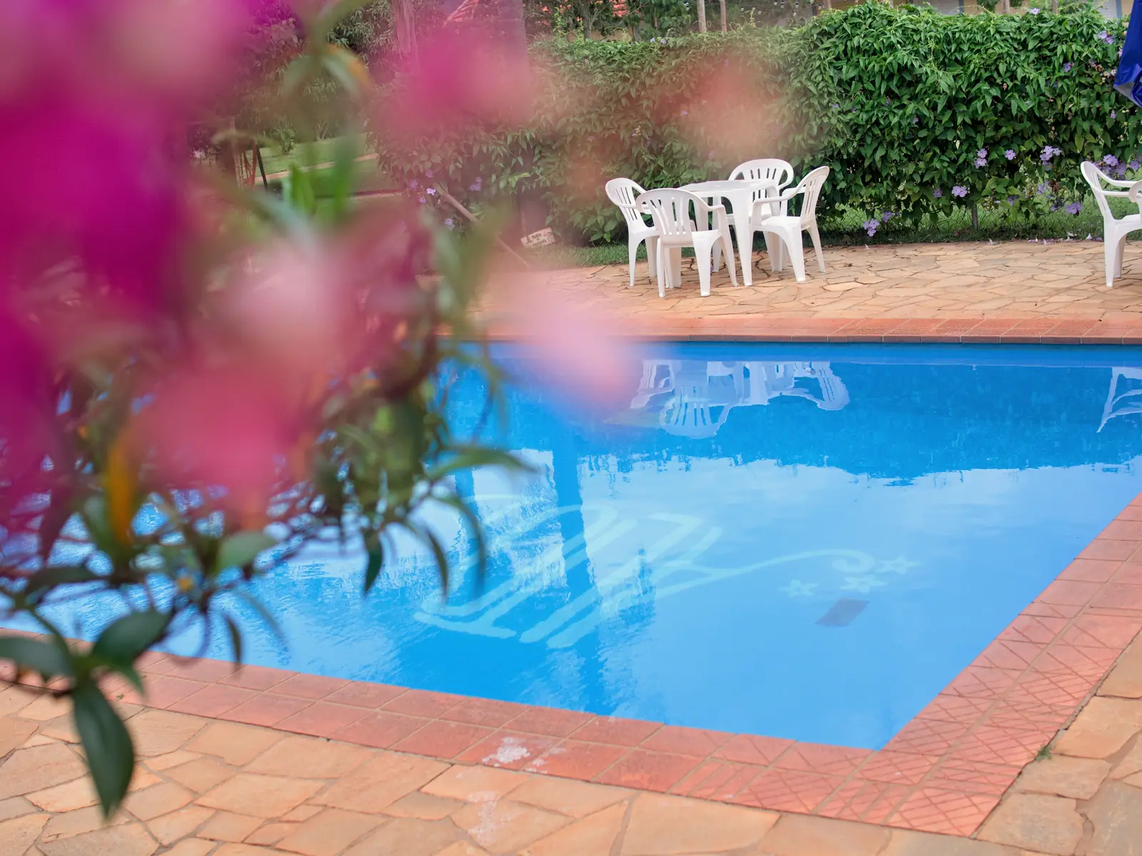 Piscina vista entre as flores da buganvília